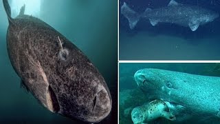 Greenland Shark the World’s Longest Living Animal with Backbone can live for 400 Years