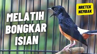 Download lagu MURAI BATU GACOR FULL ISIAN TEMBAKAN KASAR KRETEKAN GANAS AMPUH MEMANCING EMOSI MURAI BATU mp3