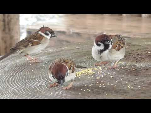 餌を貰いに来るすずめ達 20210429pm 7（今日も雨）