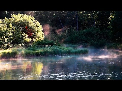 Bruits de la nature, Chants des Oiseaux - Musique Relaxante