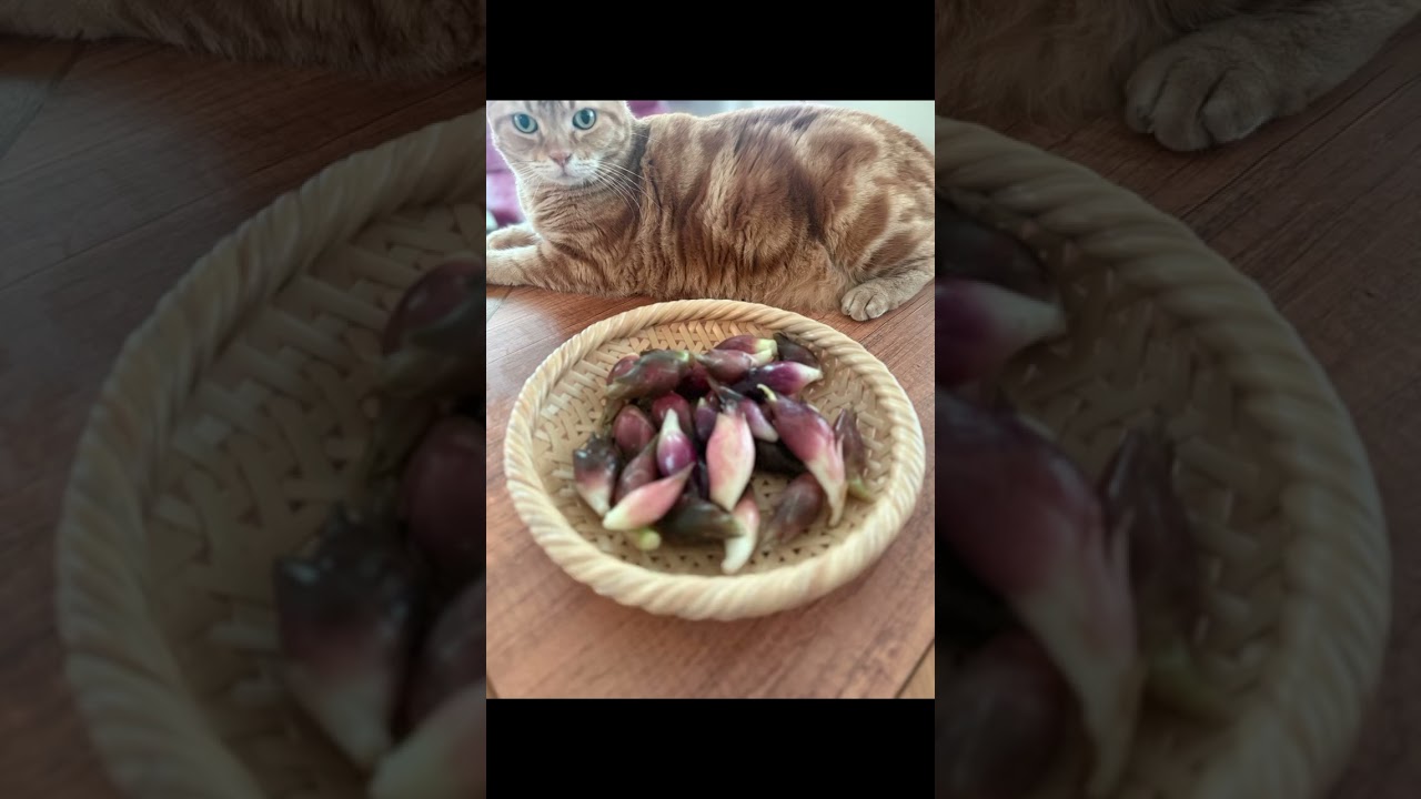 #竹谷とし子 #深夜のキッチン　#食品ロス削減  #みょうが #甘酢漬け