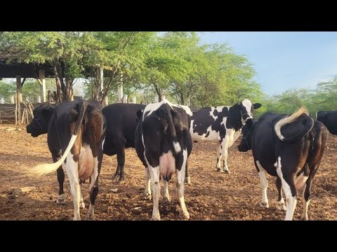 CURRAL DE VACAS LEITEIRA!  EM ITAIBA PERNAMBUCO 04/03/2026