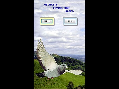 Racing Pigeon Speed Video