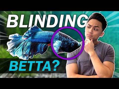 YouTube video about: How to feed a blind betta fish?