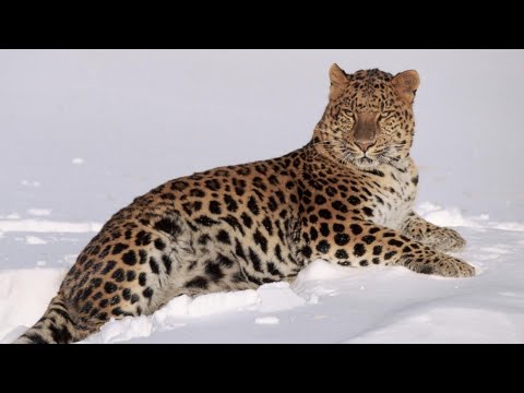 Conservation Efforts for the Endangered Amur Leopard
