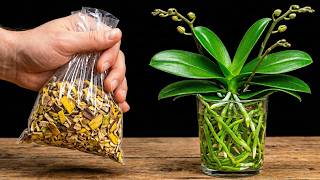 Just Banana & Rice! Orchids Grow Strong Roots and Bloom in Water.