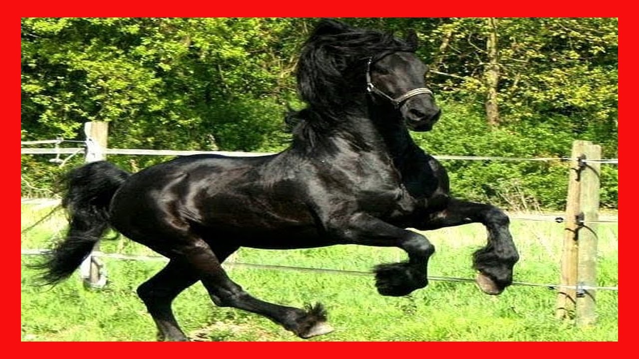 CABALLOS FRISON DE RANCHO J DELGADO