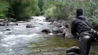 preview picture of video 'Wild Brown Trout on Boulder Creek'