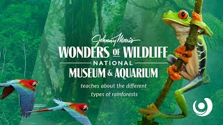 Rainforest Roundup with JOHNNY MORRIS' WONDERS OF WILDLIFE NATIONAL MUSEUM & AQUARIUM