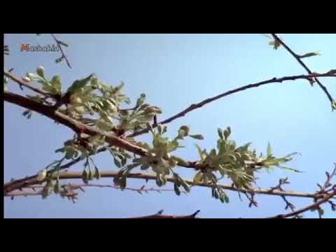 el lenguaje de las metafora