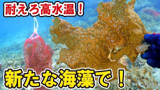 夏の猛暑に耐える海藻を発見！？枯れた海に大量投入してみた！