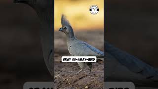Download lagu Interesting Bird Sounds (vol.5) #shorts #birds mp3
