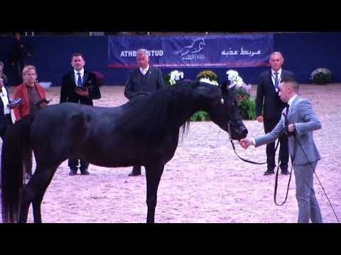 Memories of Aachen 2019 - All Nations Cup - Part 8 - Class 10 - Stallions, 4-6 Years old