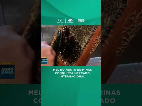 Mel do Norte de Minas conquista mercado internacional