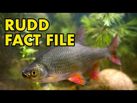 Rudd: Fact File (British Wildlife Facts)