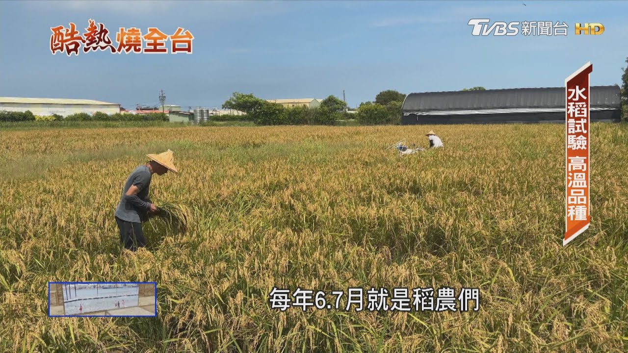 高溫示警！西瓜早熟、水稻減產　台灣夏天恐長達210天
