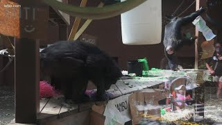 A Zoo Knoxville chimpanzee is expecting her first baby!