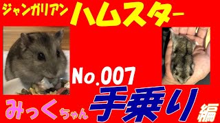 ハムスター 手乗り