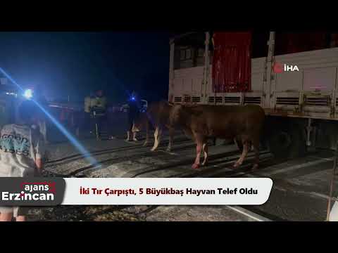 İki Tır Çarpıştı, 5 Büyükbaş Hayvan Telef Oldu