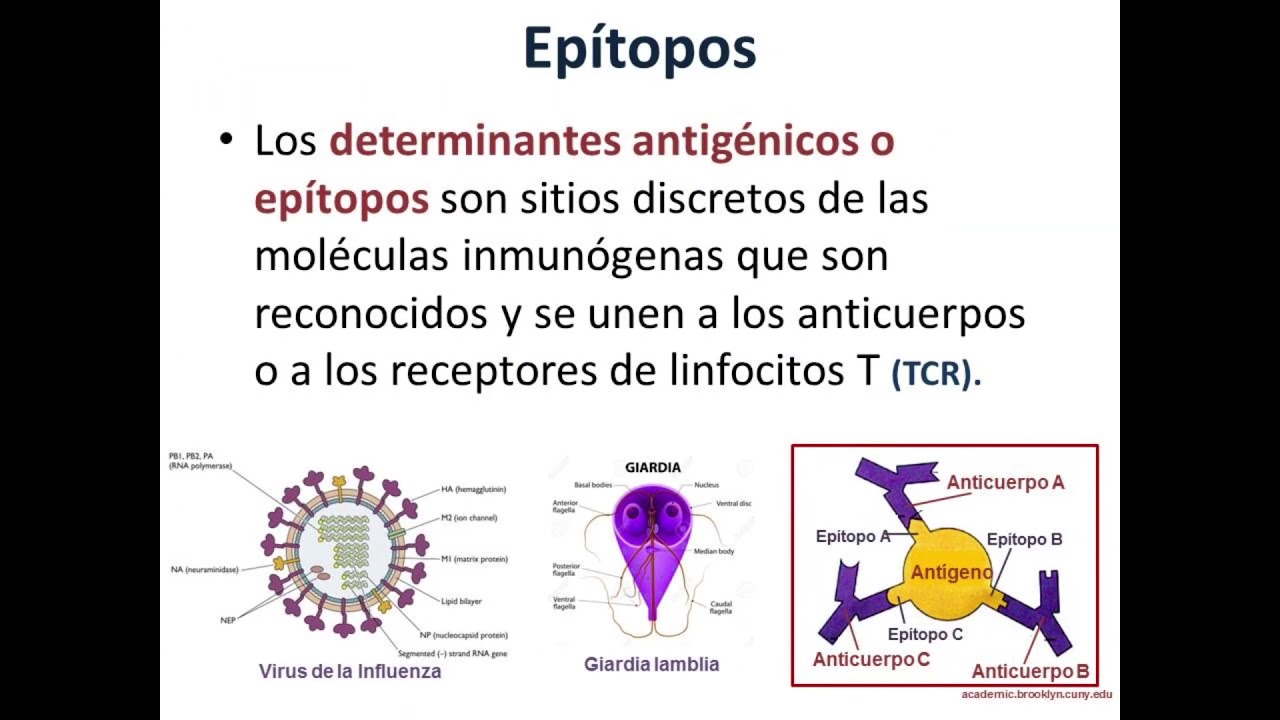 Tema 3-Antígenos y Anticuerpos (Parte 1 de 3)