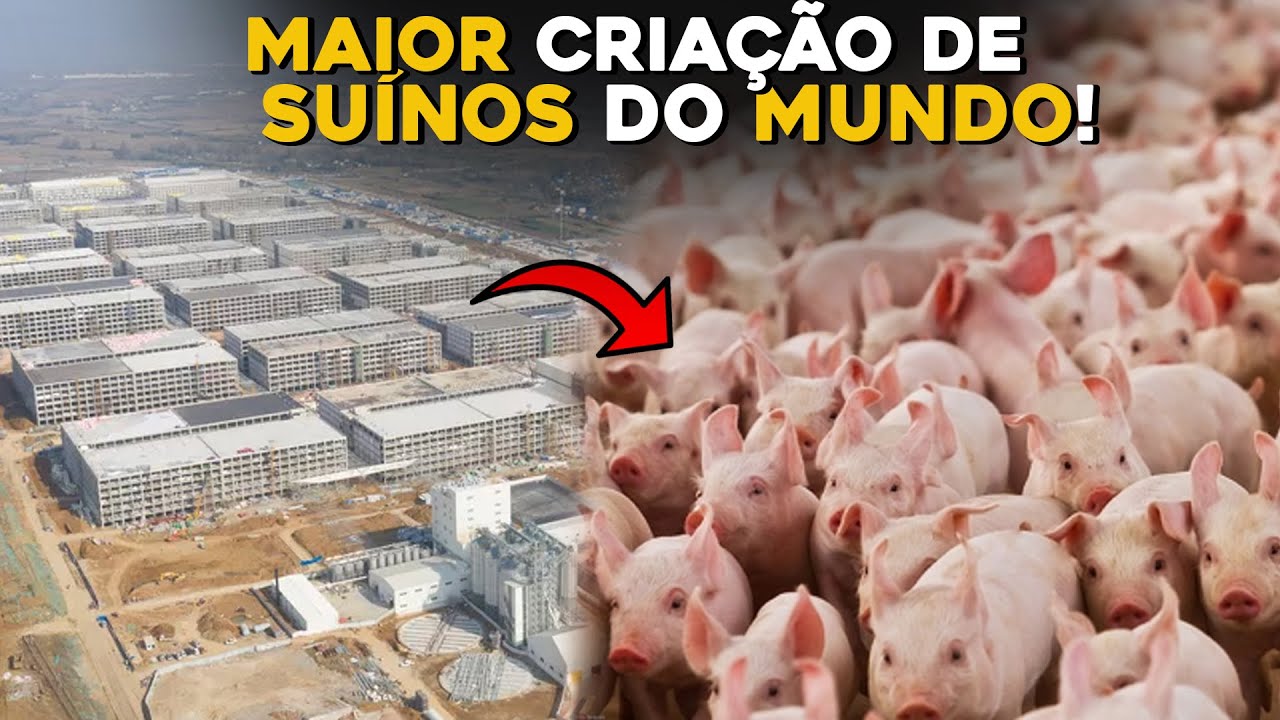 A MAIOR FAZENDA DE PORCOS DO MUNDO - 2 MILHÕES DE SUÍNOS!