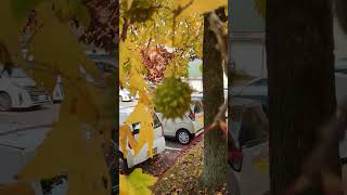 Download lagu Amazing Maple Fruit #japanese #maple #fruit #amazing #beautiful #nature #shorts #like #subscribe mp3
