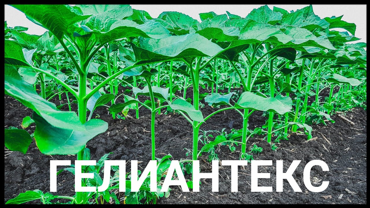 Гелиантекс (гербицид подсолнечник)