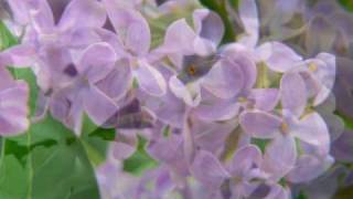 Flower duet (Lakme) - Beautiful lilac flowers