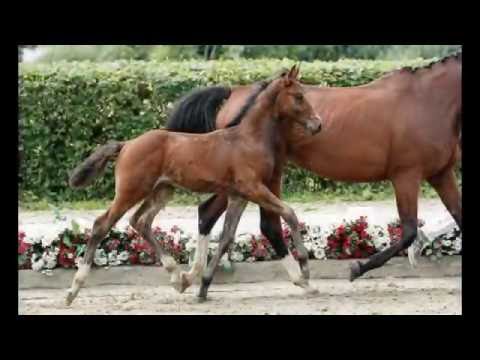 14 Cornet`s Creation Hengst v. Cornet Obolensky - Rolls Royce