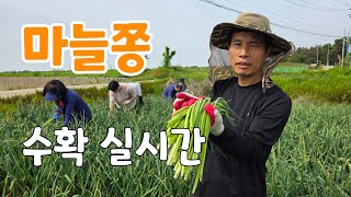 마늘쫑 수확! 너무 좋다 실시간 생방송