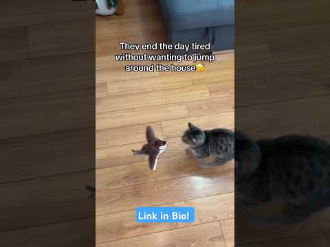 Interactive Flying Bird Cat Toy - Order Today 👇