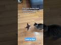 Interactive Flying Bird Cat Toy Order Today