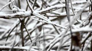 &quot;Winter&quot; - Shawn McDonald