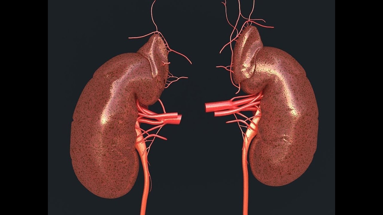 3dmodel human kidney at 3dexport.com