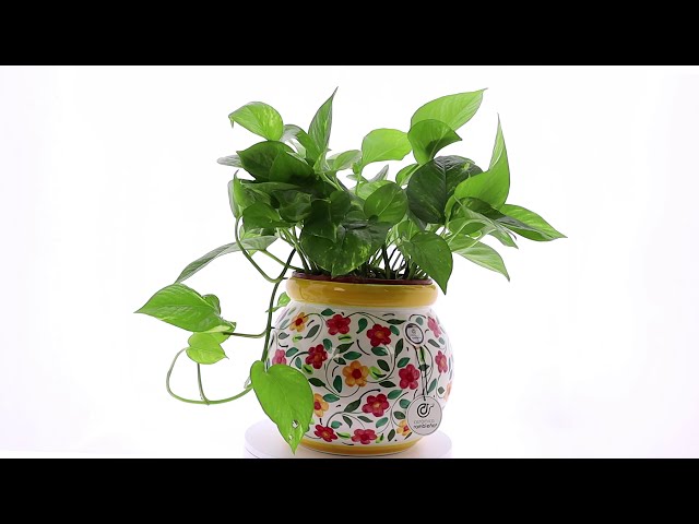Vídeo relacionado con CERÁMICA RAMBLEÑA | Plato Decorativo para Colgar en Pared | Plato de cerámica | Plato decoración Mediterránea Azul-Blanco-Amarillo | 100% Hecho a Mano | 21x21x2.5 cm