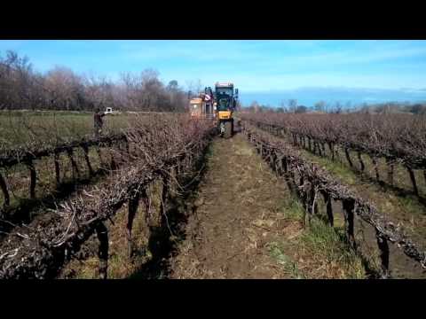 Potatura meccanica cordone libero senza rifinitura manuale