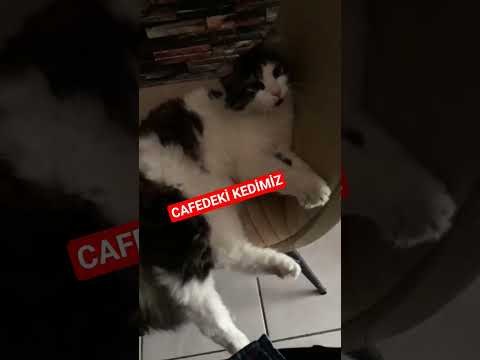CİCİ KIZIMIZ G&Uuml;ZEL KEDİMİZ!😻🤩#cats #catshorts #funnycats #shortsfeed #keşfet #aboneolunuzl&uuml;tfen