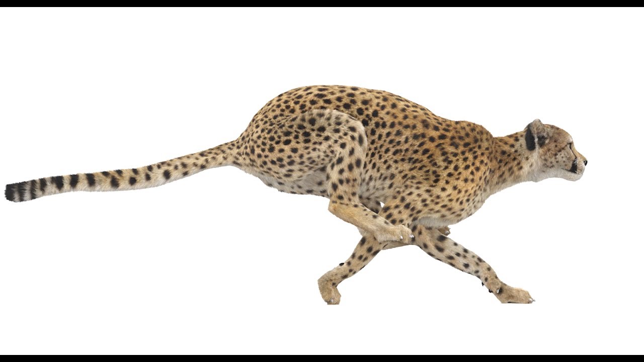 Cheetah Animated Fur 3D Model