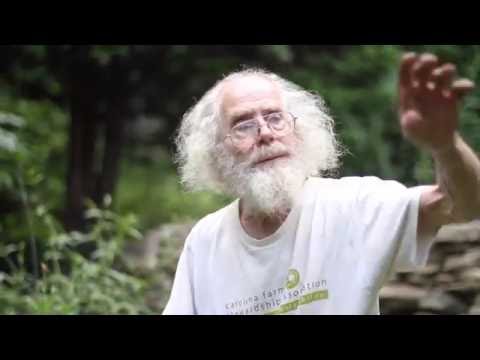 Agrimonia pilosa (Agrimony)