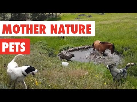 Mother Nature Pets | Funny Pet Video Compilation 2017
