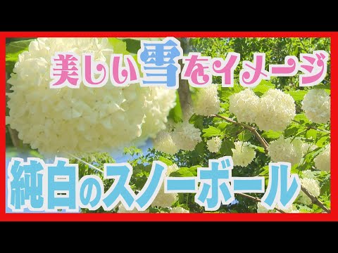 香りのスノーボール 植物