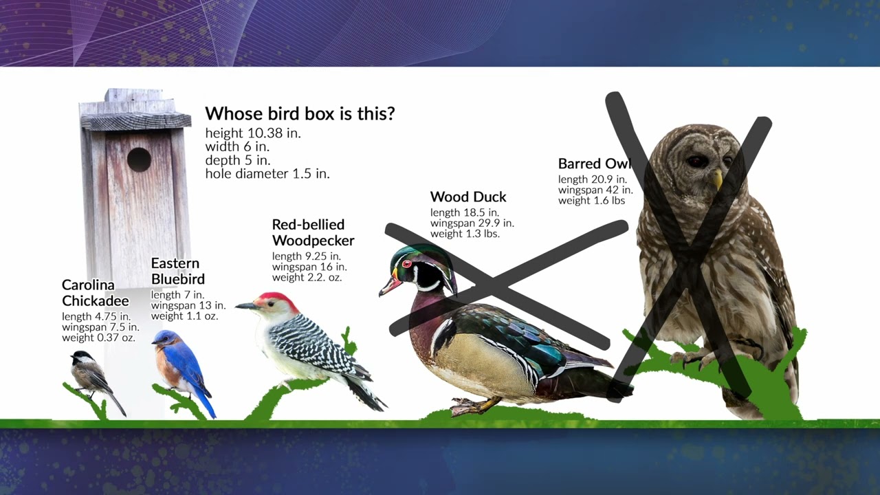 Which types of birds can use a birdhouse of these dimensions?