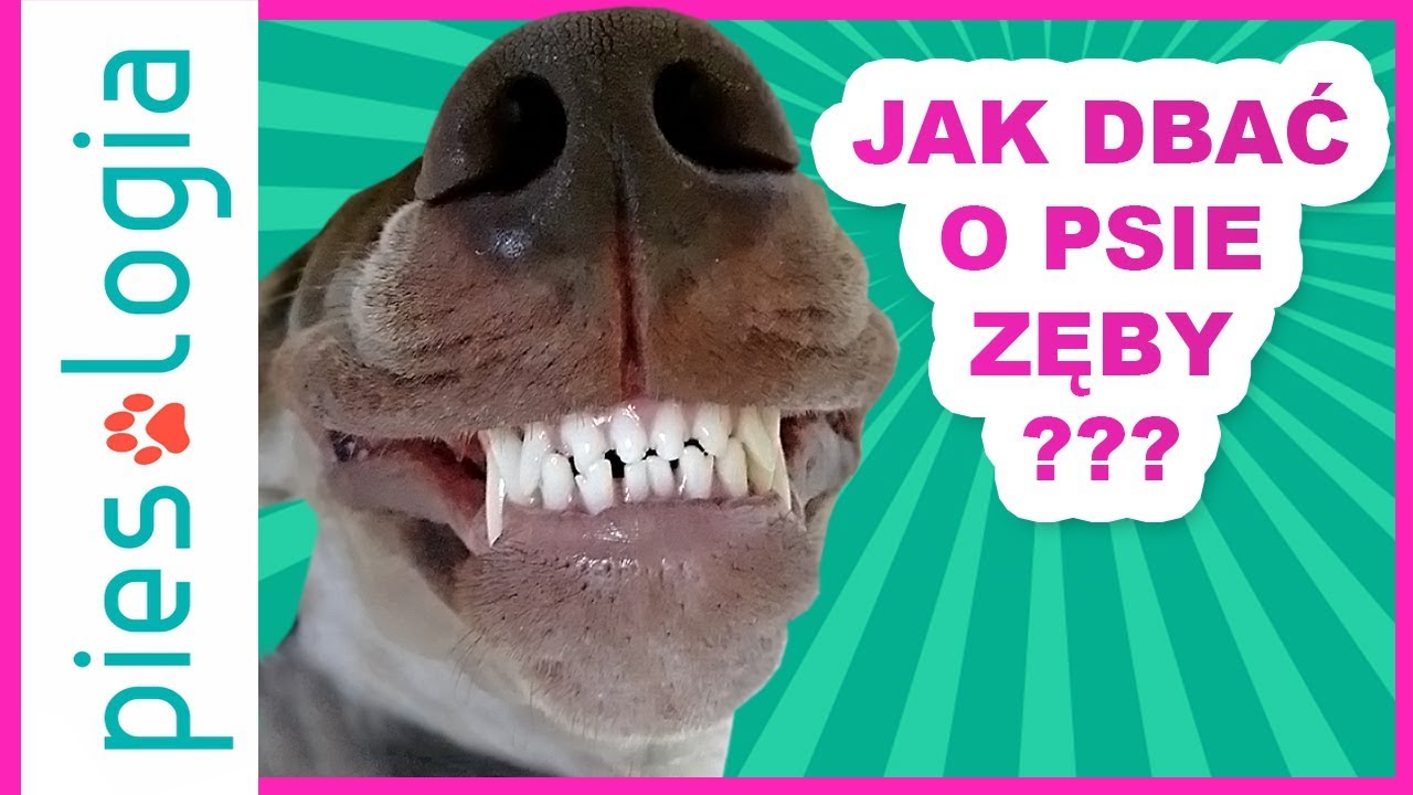 Jak dbać o psie zęby