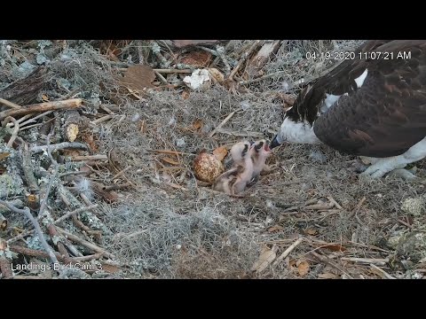 Feeding time for 2 Osprey chicks      11 06   Video 2020 04 19 112512