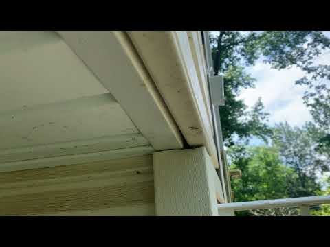 Yellow Jackets Too Close to the Front Door in Somerset, NJ