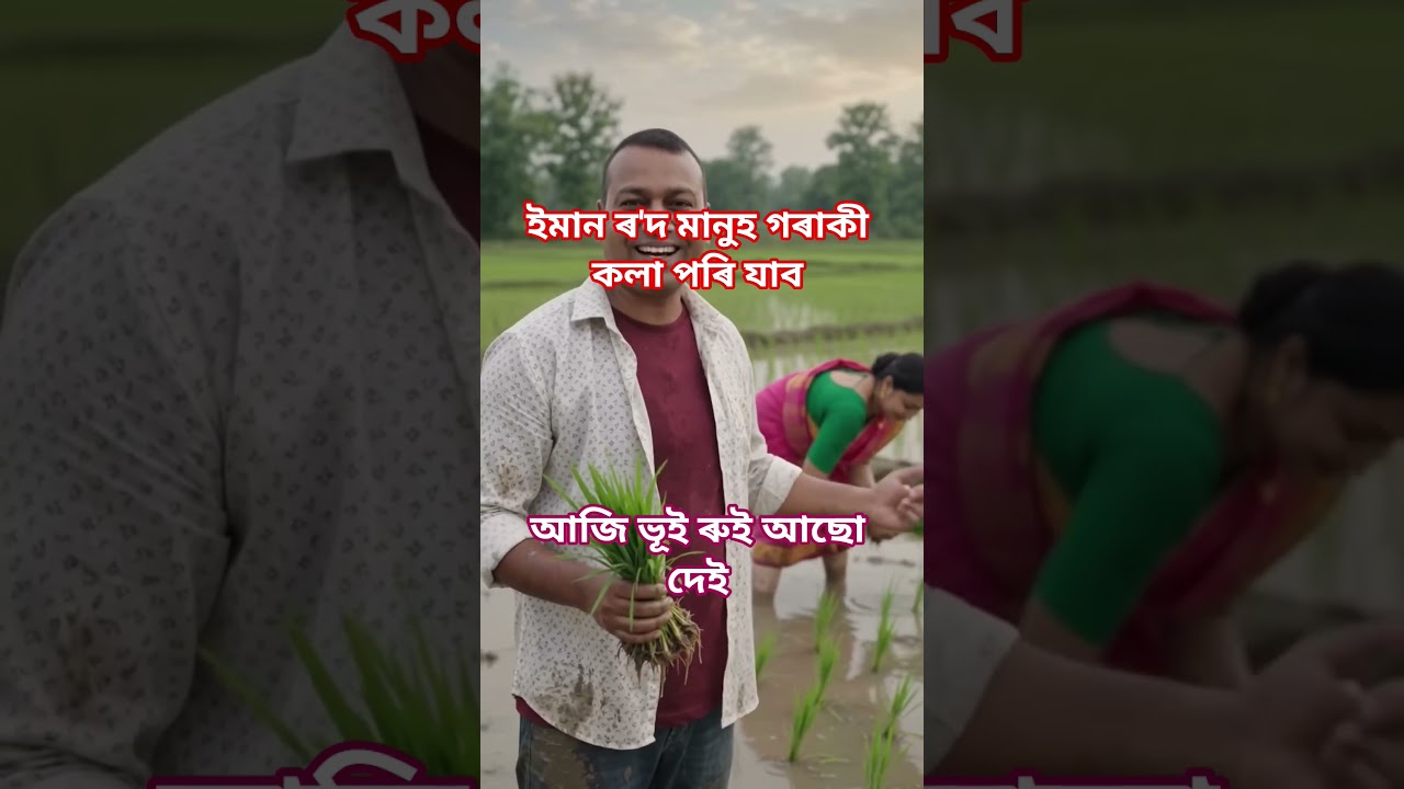 মানুহজনী ৰদত কলা পৰি গ'ল । #khetibadi #dhankheti #youtubesearching #viralyoutubevideo #shortsviral .