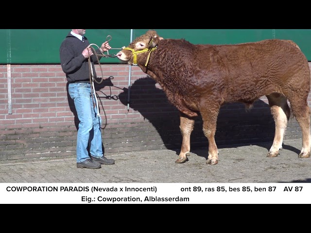 Limousin Cowporation Paradis NL681703076