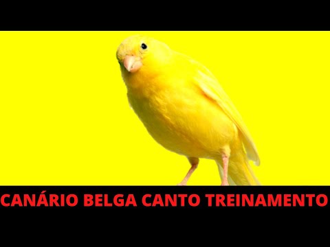 CANÁRIO BELGA CANTO LONGO PARA TREINAMENTO