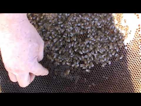 1. Iernatul 3 in 1 din "Bio Stup - Ioan URSU" permite dezvolt. timpurie a familiilor de albine 1/4