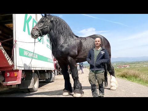 Armăsarul Bajnok Silviu Comanelea de la Râșnov-Brașov 2023